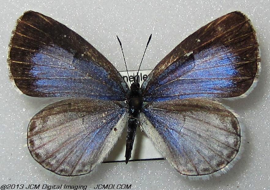 Celastrina argiolus ssp (Georgia)